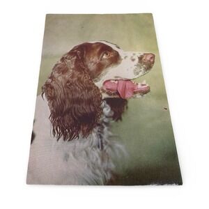 Vintage Springer Spaniel Dog Postcard Mike Roberts Natural Color Card Unused 60s